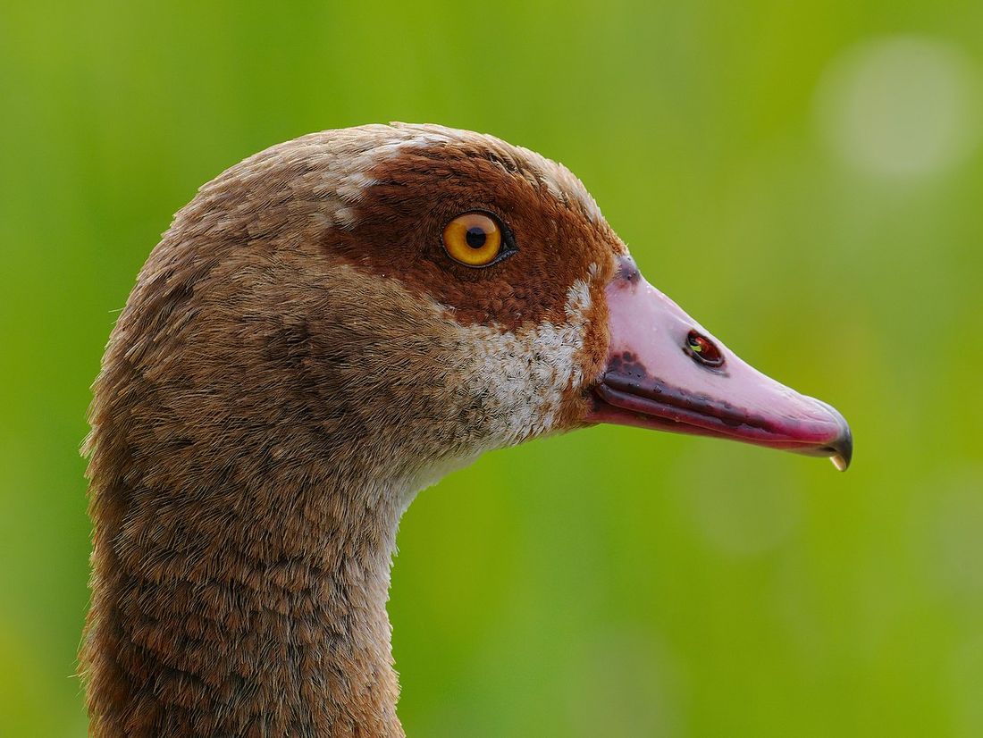 Nilgans