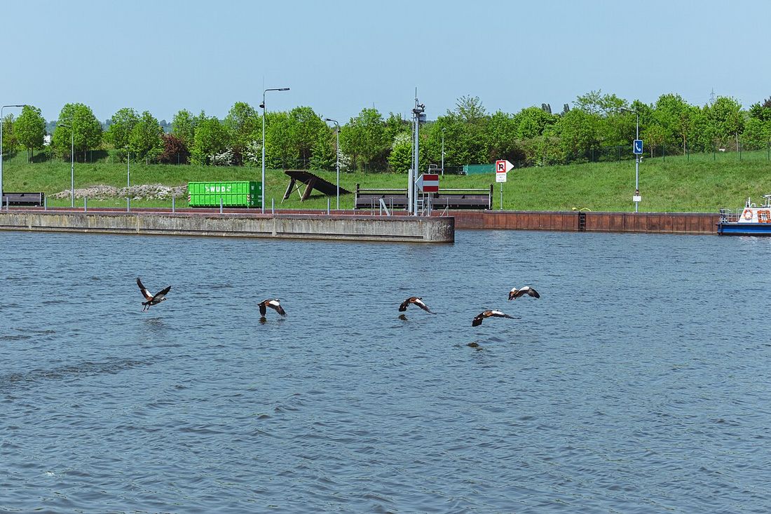 Nilgans