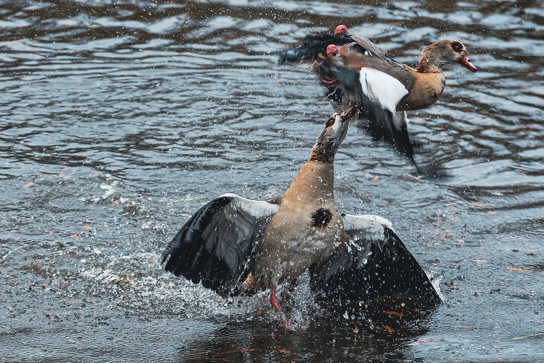 Nilgans
