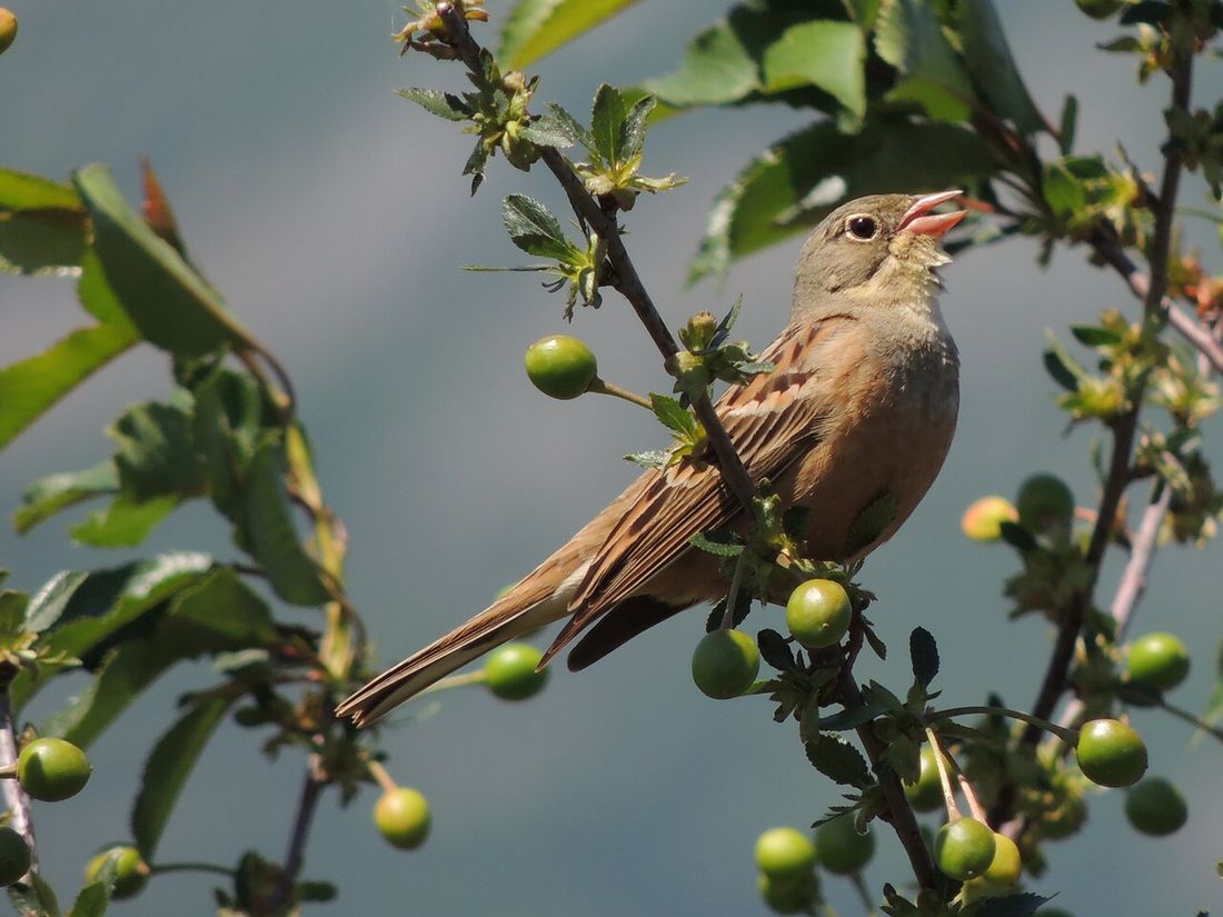 Ortolan