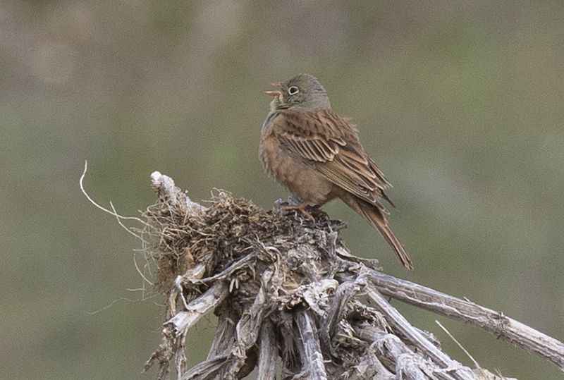 Ortolan