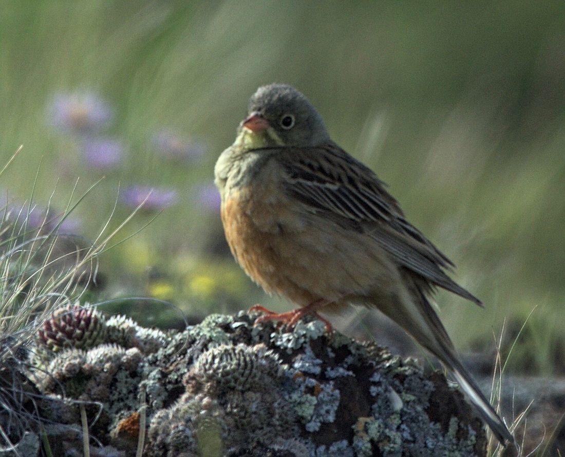 Ortolan
