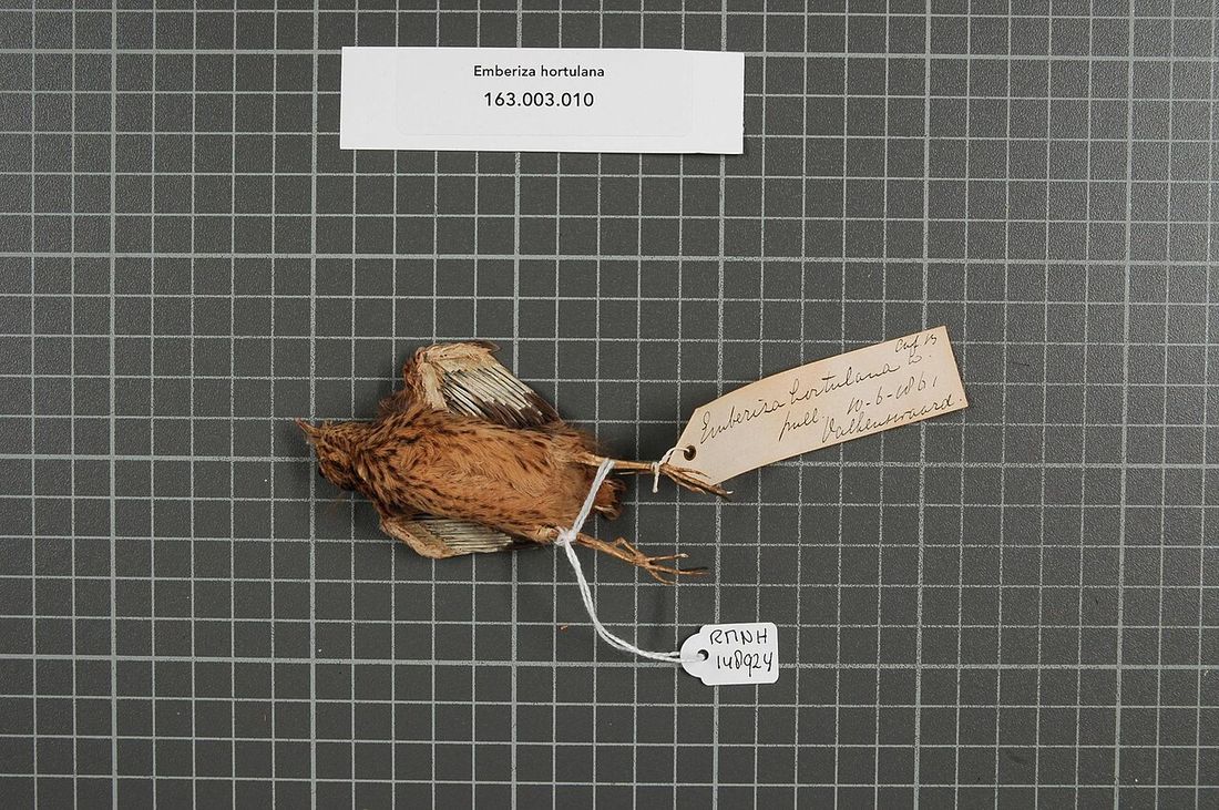 Ortolan