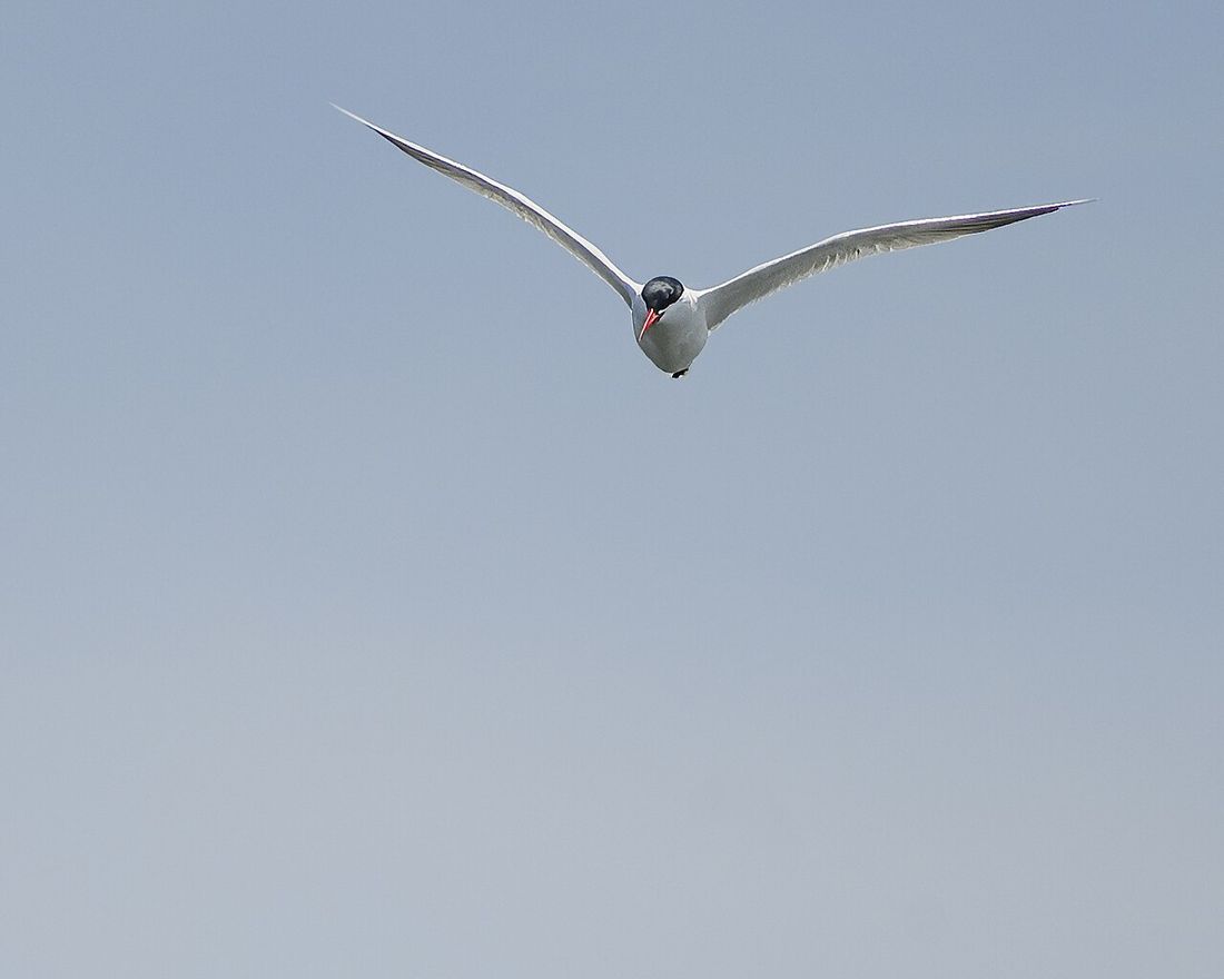 Raubseeschwalbe
