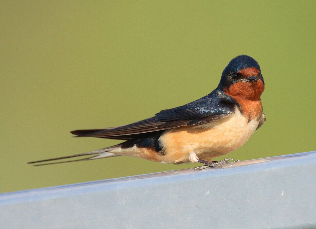 Rauchschwalbe