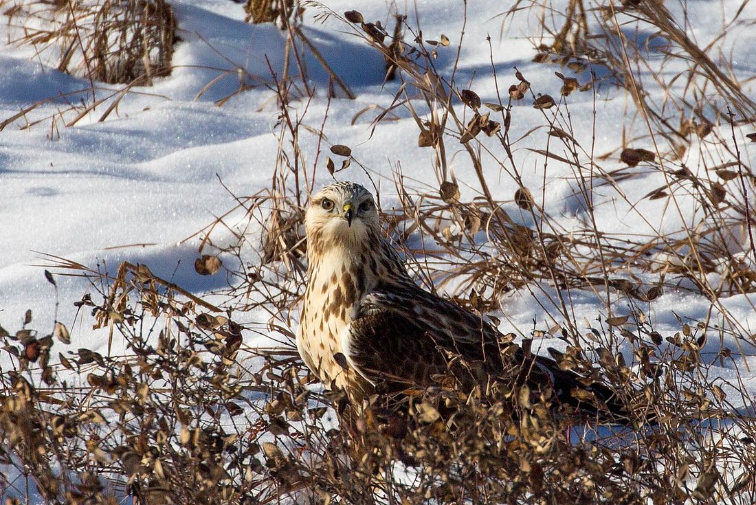 Raufußbussard