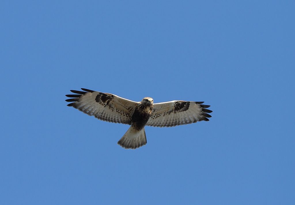 Raufußbussard