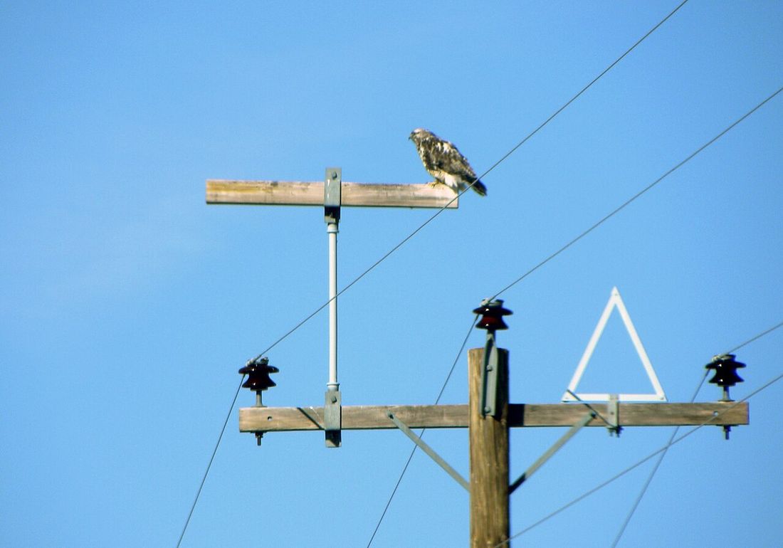 Raufußbussard