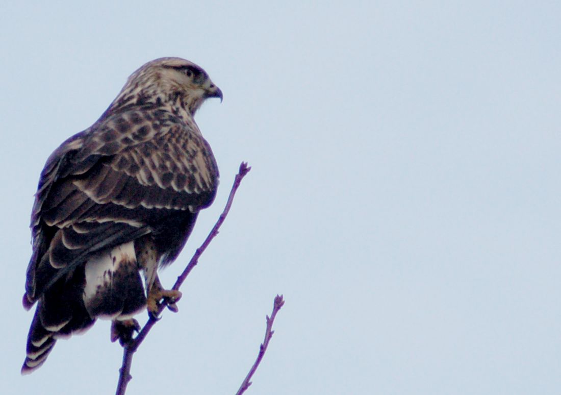 Raufußbussard
