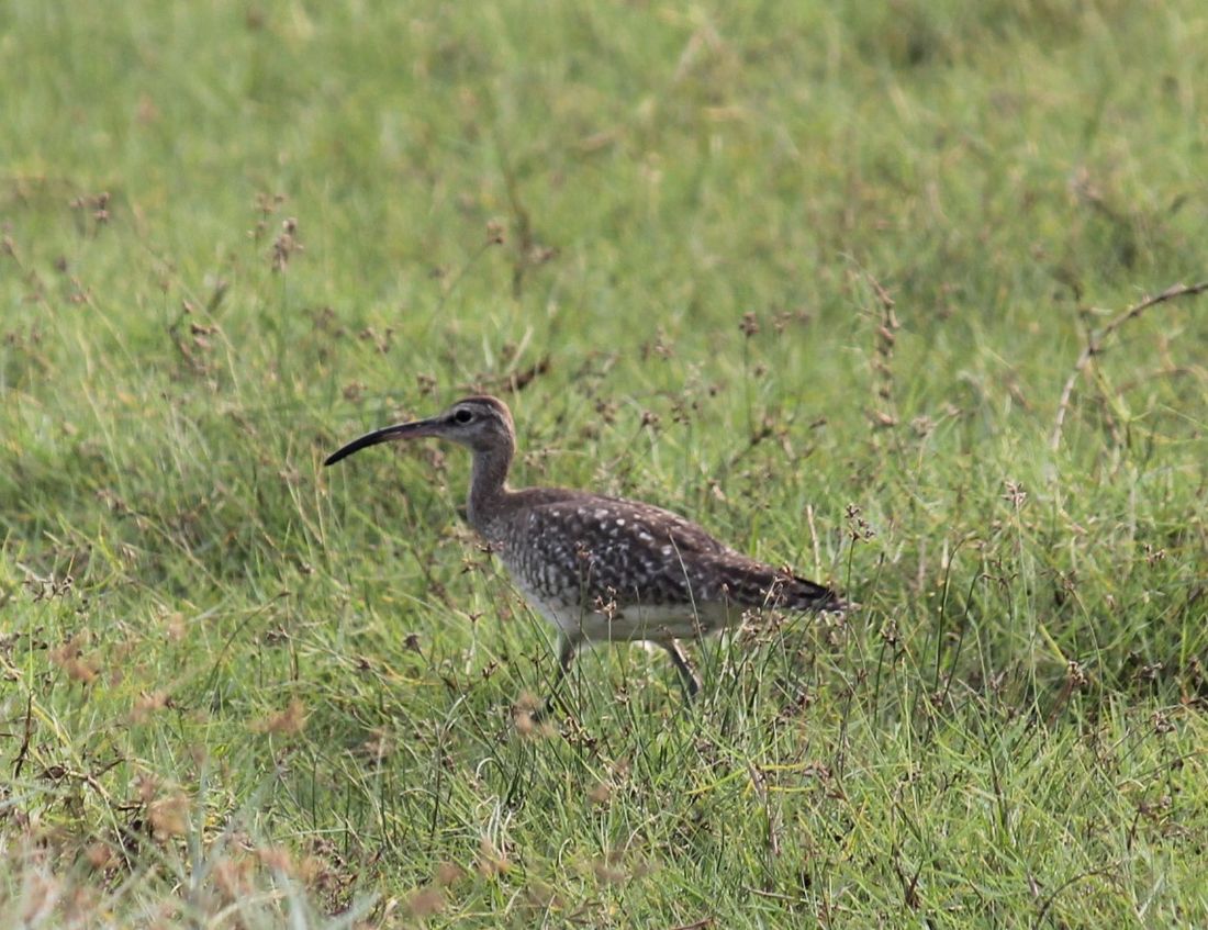 Regenbrachvogel
