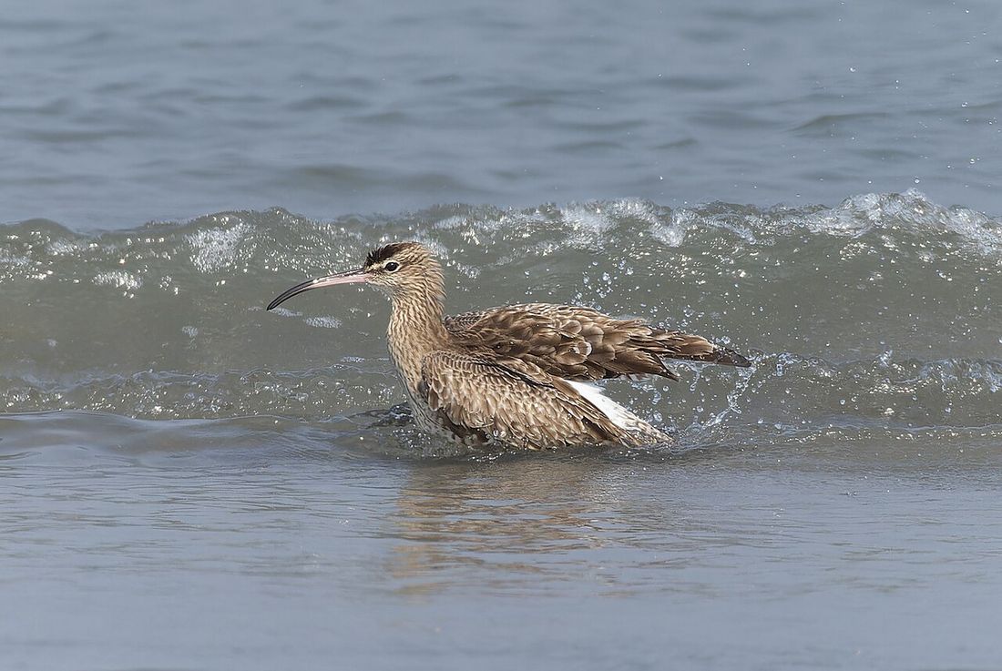Regenbrachvogel