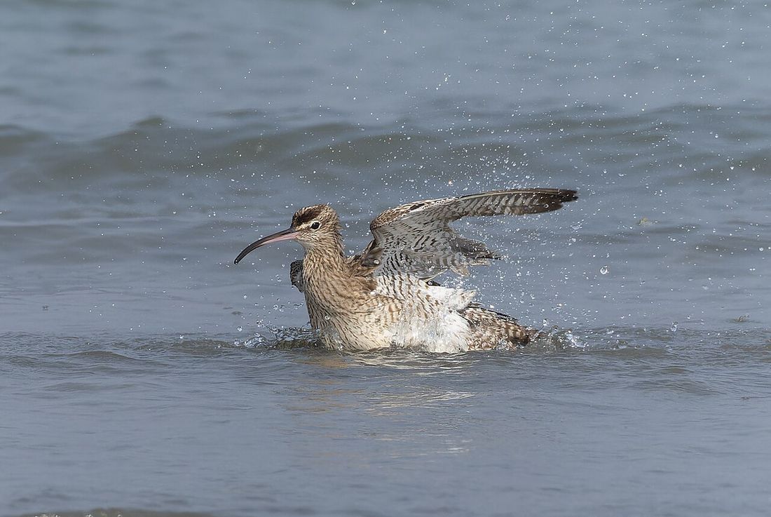 Regenbrachvogel
