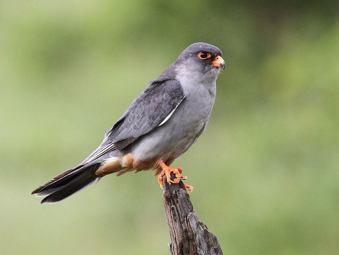 Rotfußfalke