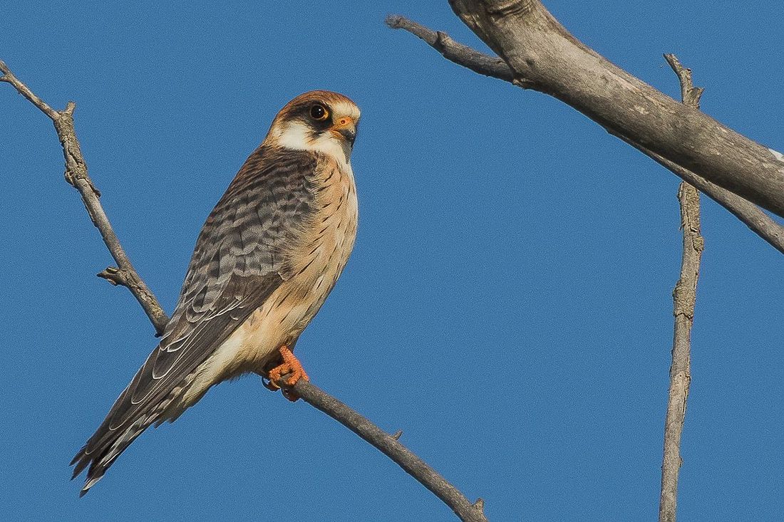 Rotfußfalke