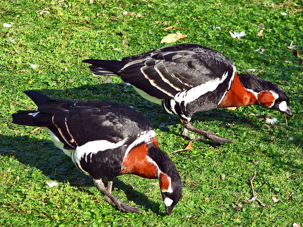Rothalsgans