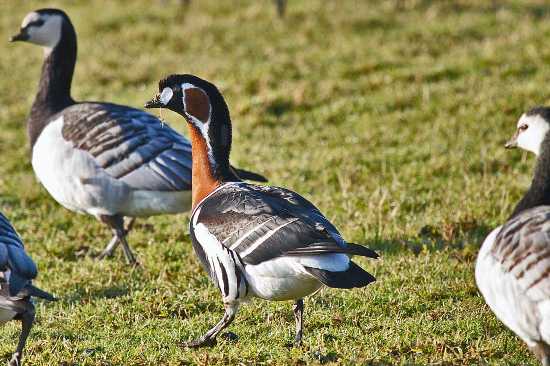Rothalsgans