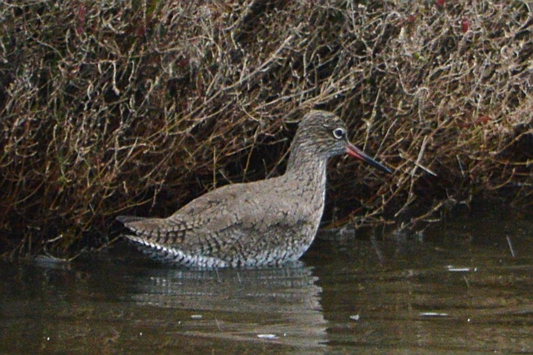 Rotschenkel