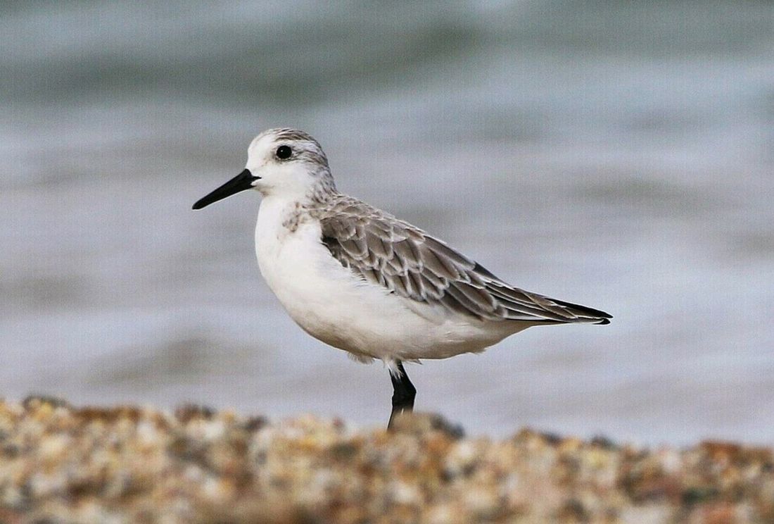 Sanderling