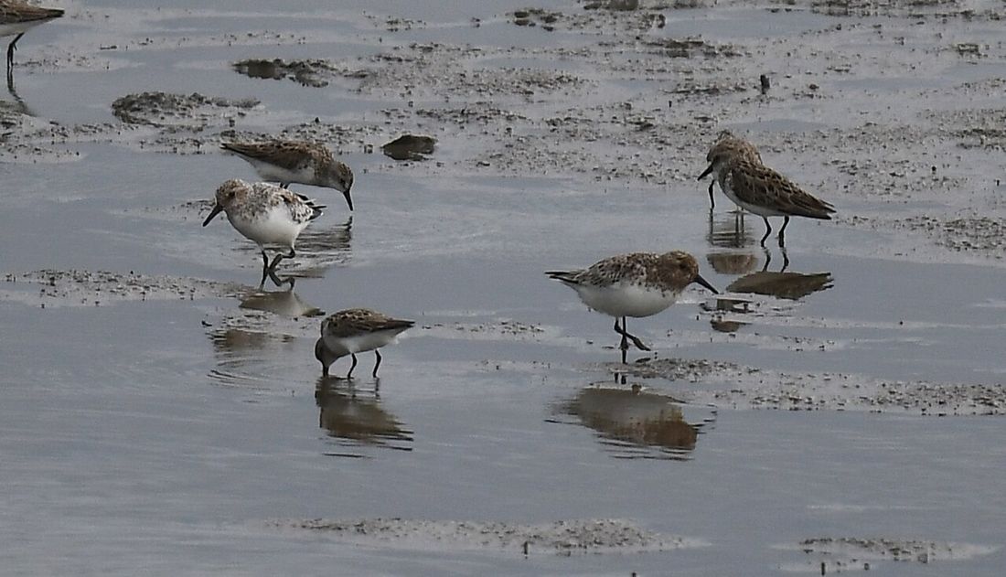 Sanderling