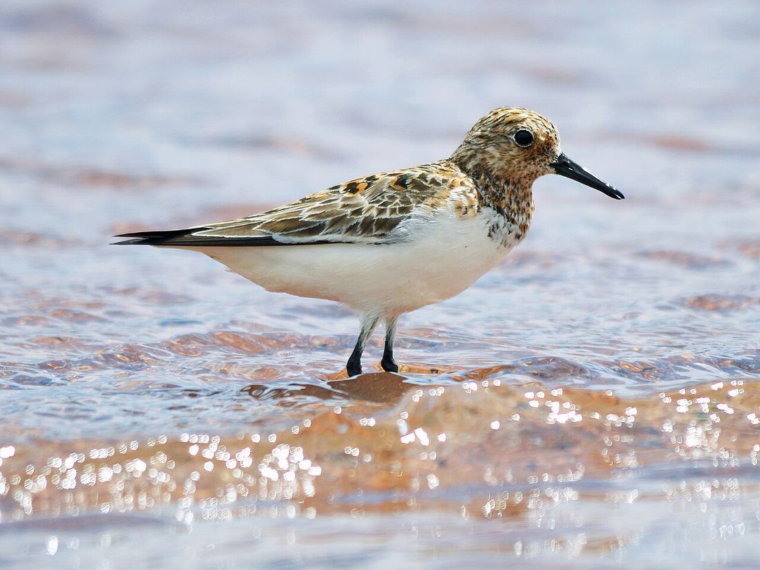 Sanderling