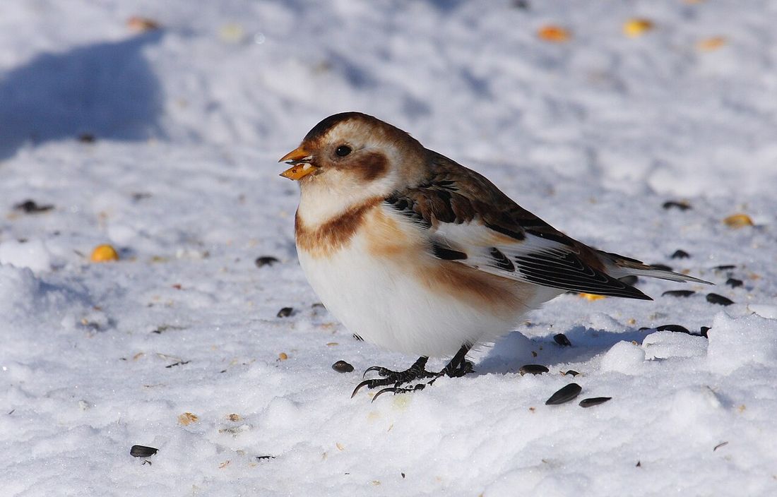 Schneeammer