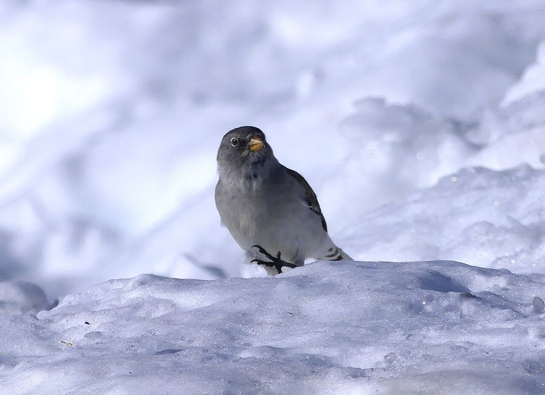 Schneesperling
