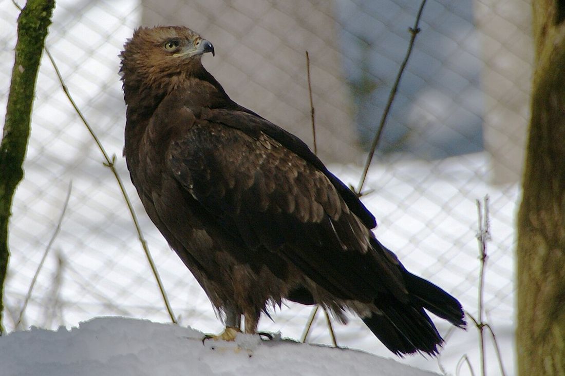 Schreiadler