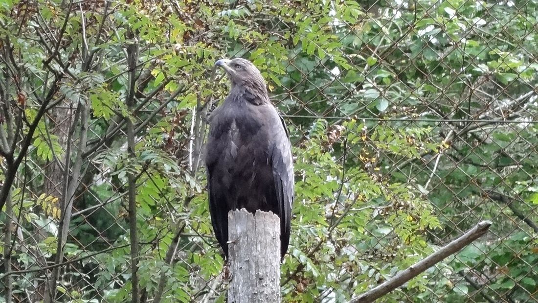 Schreiadler