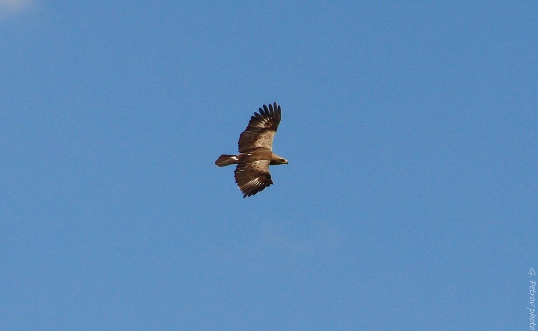 Schreiadler