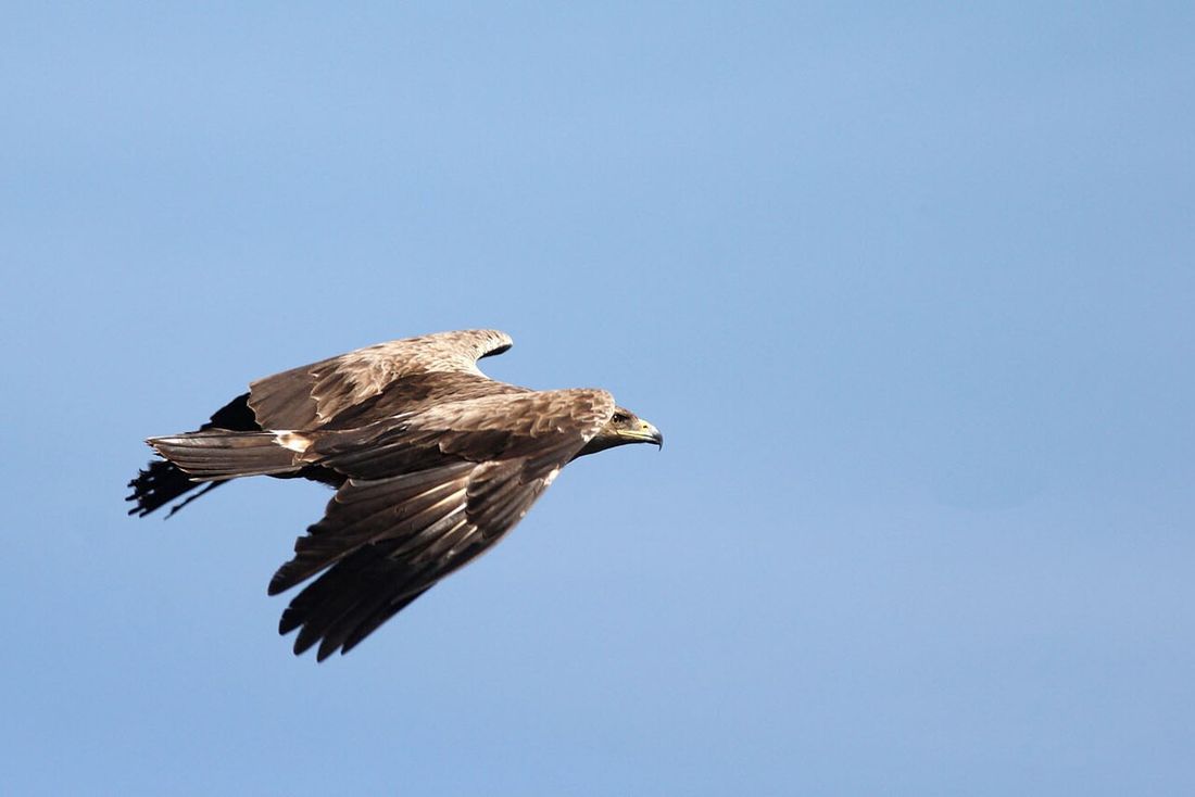 Schreiadler