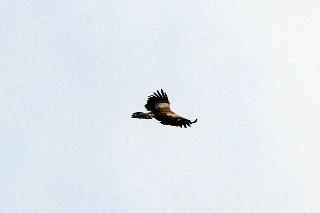 Schreiadler