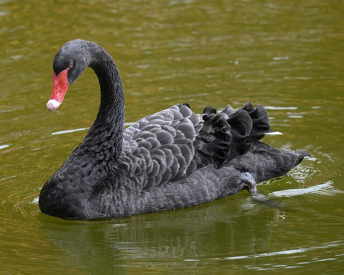 Schwarzschwan