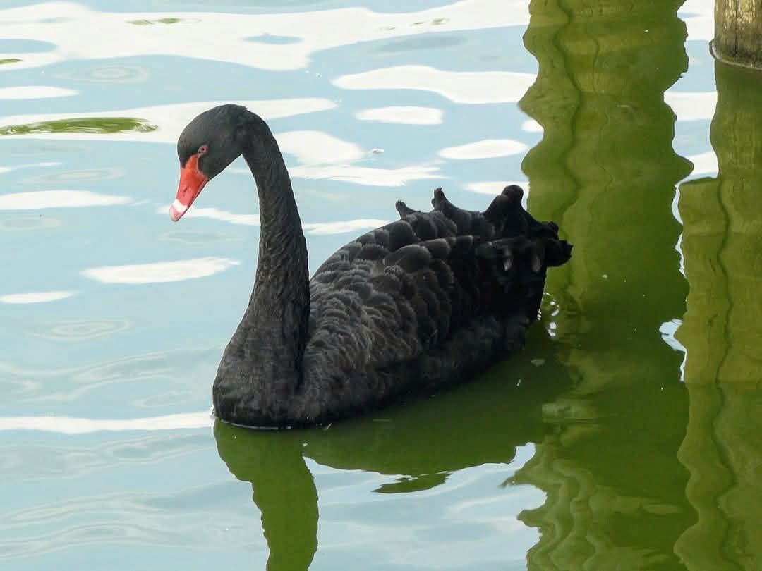 Schwarzschwan