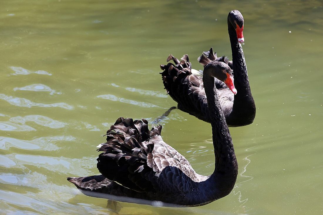 Schwarzschwan
