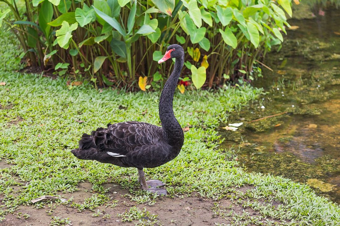 Schwarzschwan