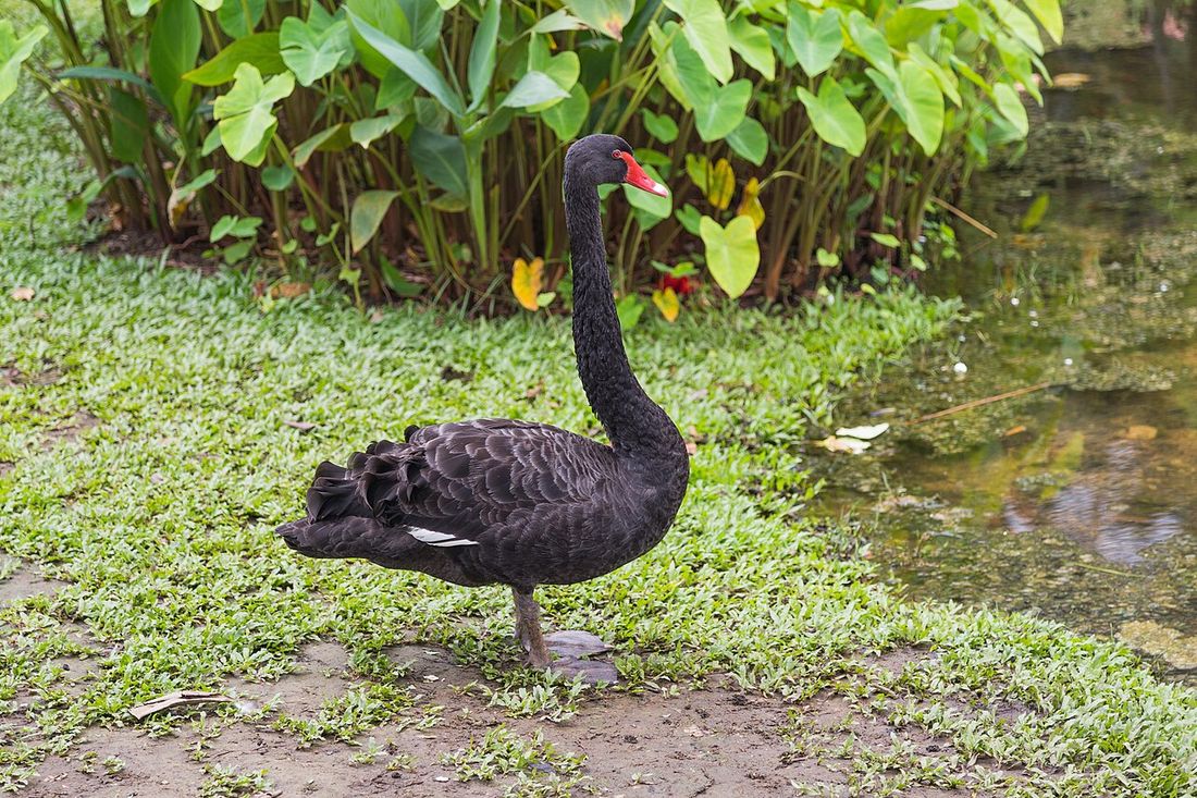 Schwarzschwan