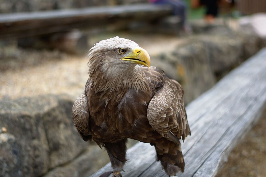 Seeadler