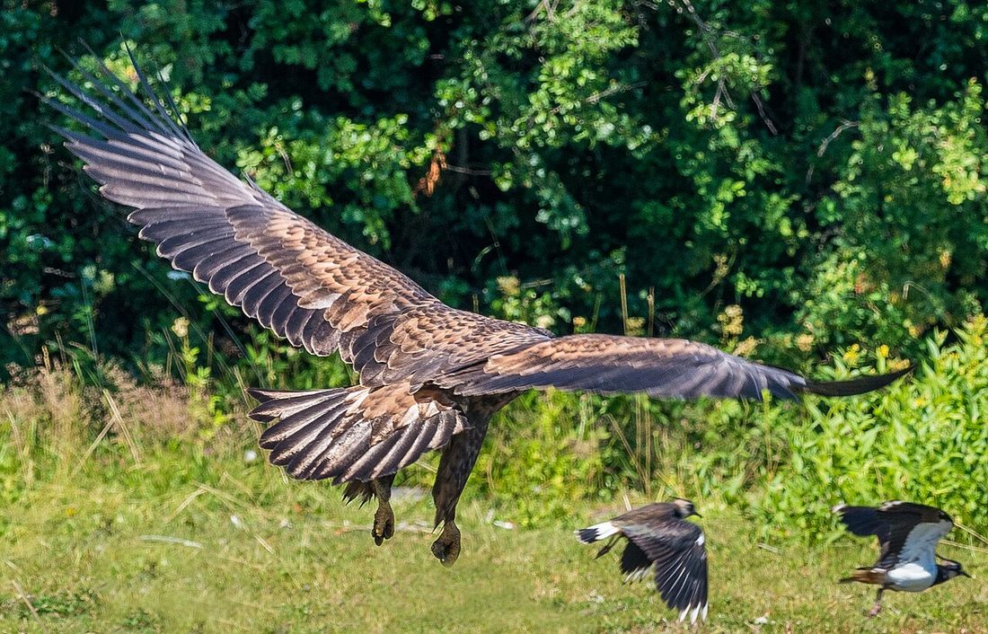 Seeadler