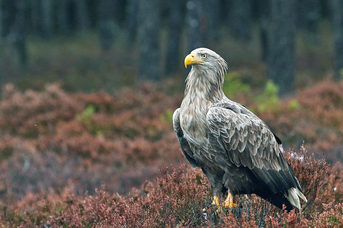 Seeadler