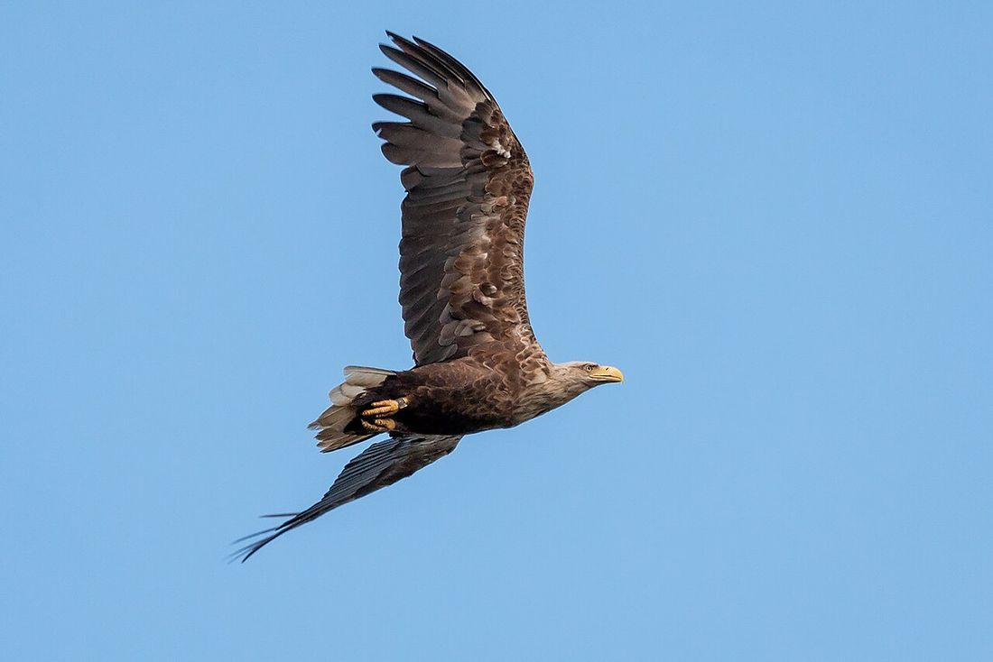 Seeadler