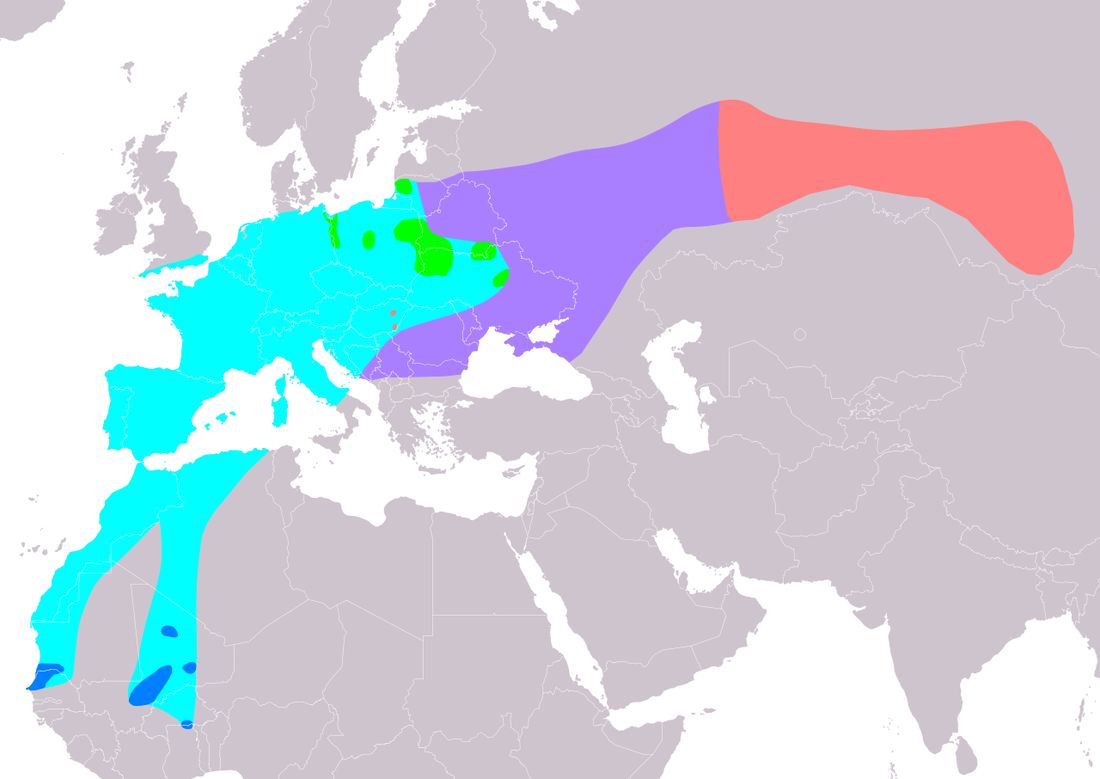 Seggenrohrsänger