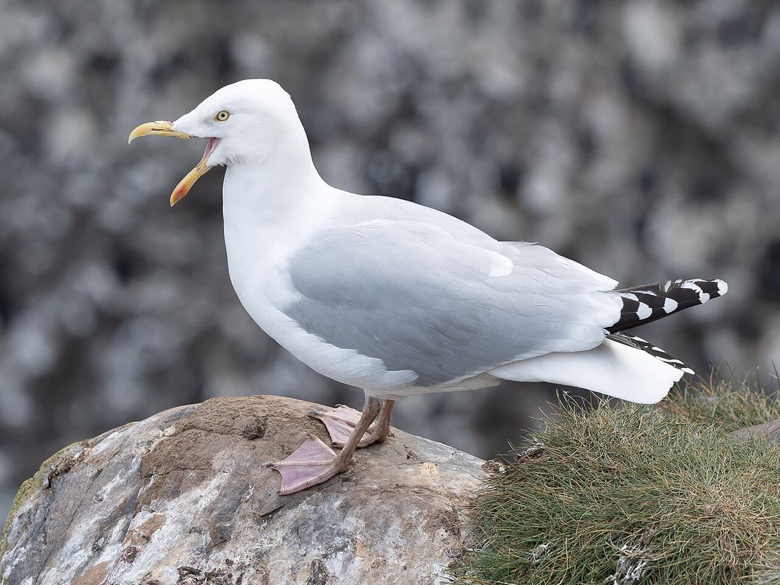 Silbermöwe