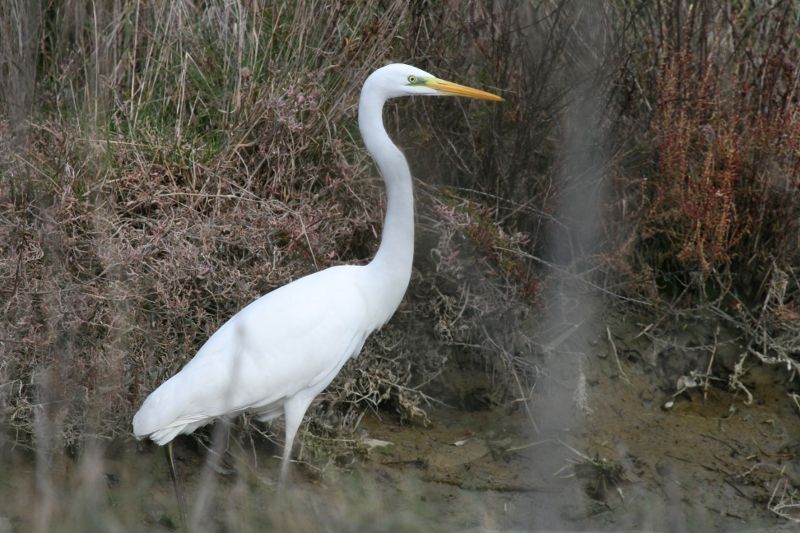 Silberreiher