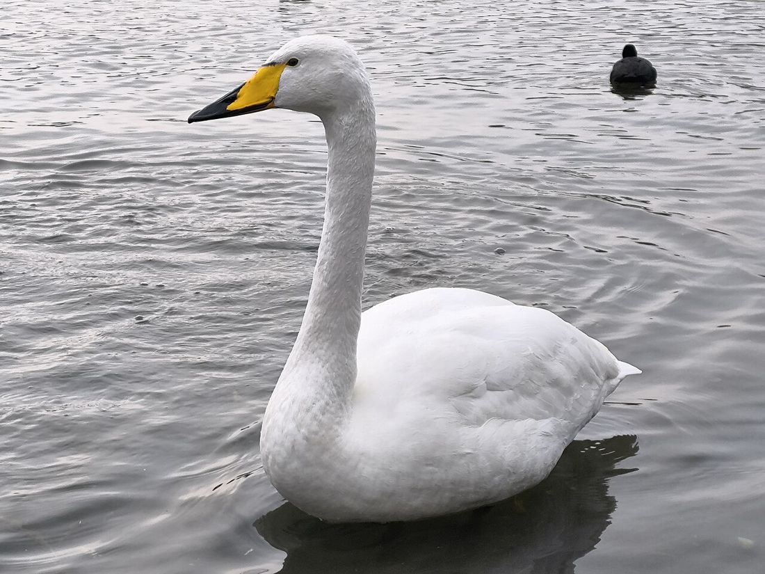 Singschwan
