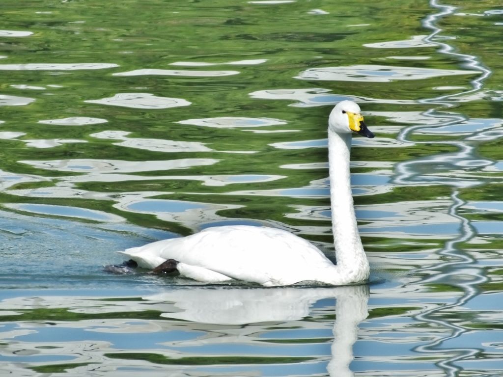 Singschwan