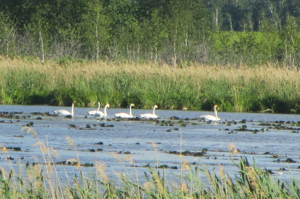 Singschwan