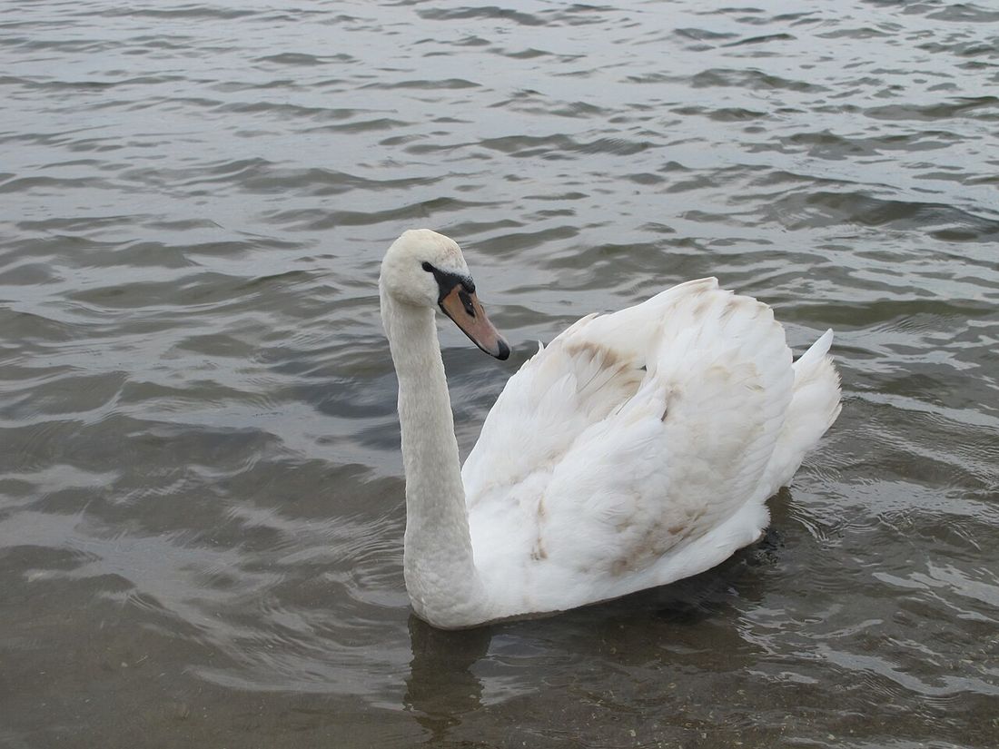 Singschwan