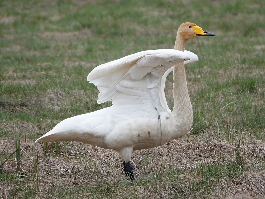 Singschwan