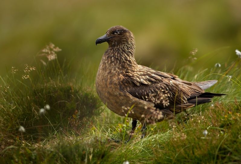 Skua