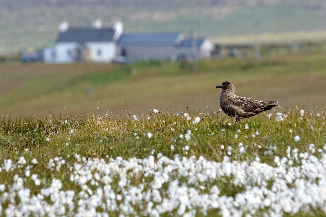 Skua